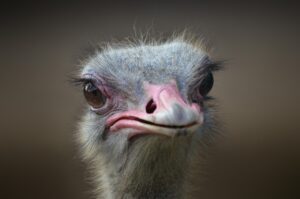 mortgage ostrich