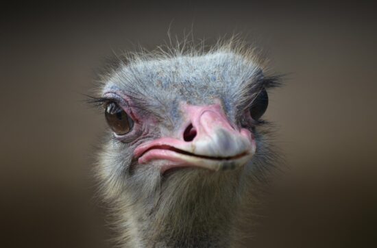 mortgage ostrich