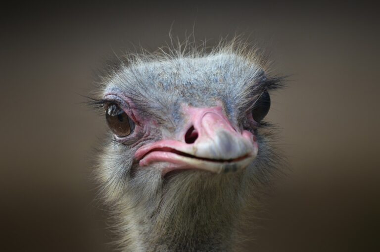 mortgage ostrich